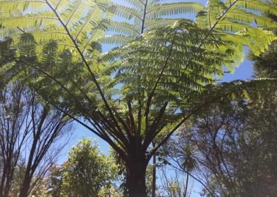 new zealand curtling