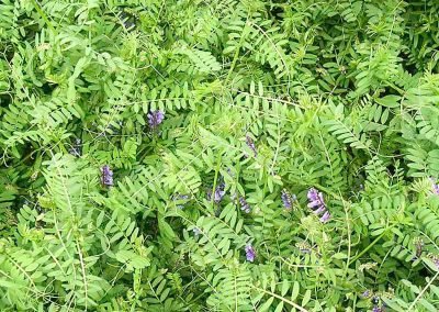 Noxious weeds out of control in west auckland before garden maintenance services in piha