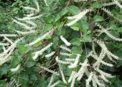 Noxious weeds out of control in west auckland before garden maintenance services in piha