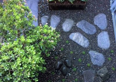nz guadalupe fan palm