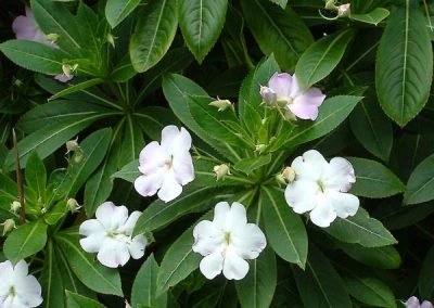 Noxious weeds out of control in west auckland before garden maintenance services in titirangi