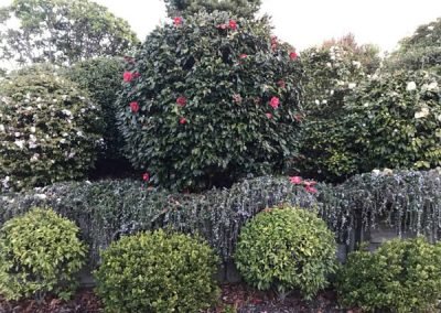 Kumeu lifestyle block looking well groomed and pruned after a day of gardening services