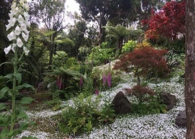 A regular garden service and maintenance visit keeps this Auckland garden looking great