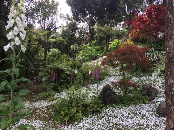 A regular garden service and maintenance visit keeps this Auckland garden looking great