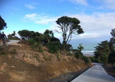where to buy ponytail palm in auckland