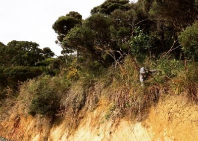 where to buy ponytail palm in nz
