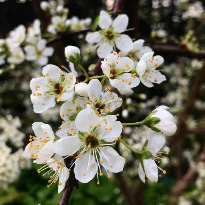 Garden Services Auckland - spring blossom
