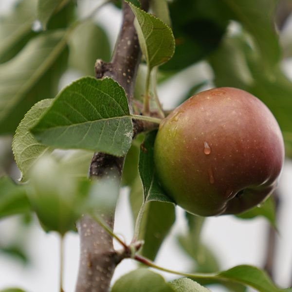 Fruit Tree Pruning Auckland