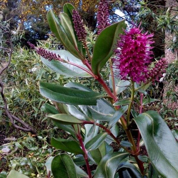 Native New Zealand Flowers Auckland