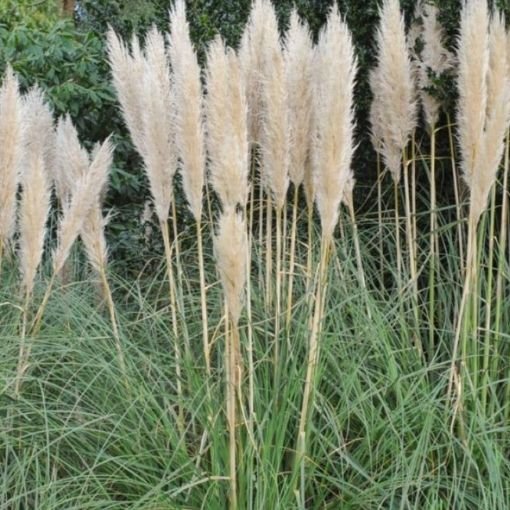 noxious weed removal