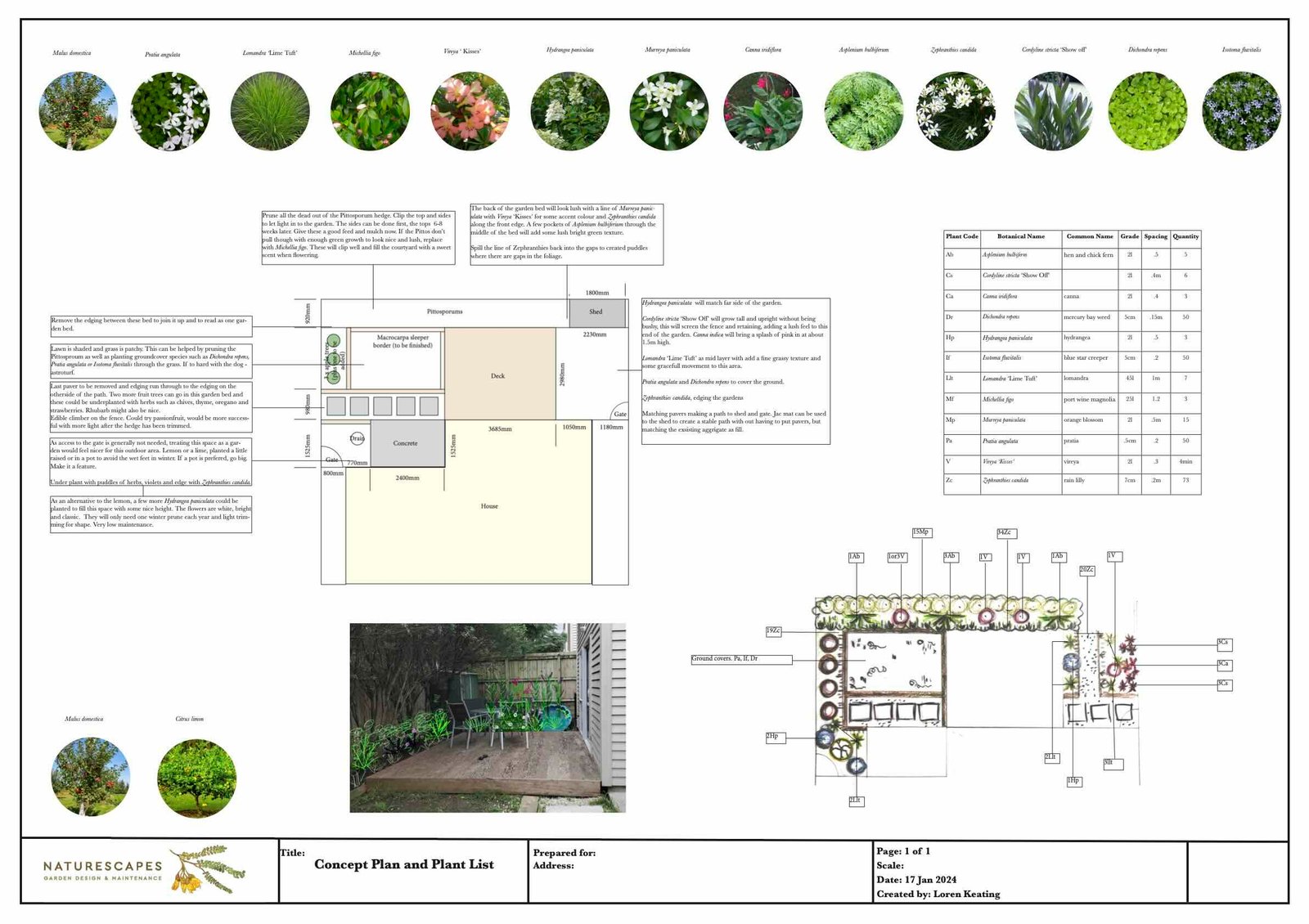 Auckland-Garden-And-Landscape-Plan- Landscape design and garden planting plan for a New Lynn address in Auckland